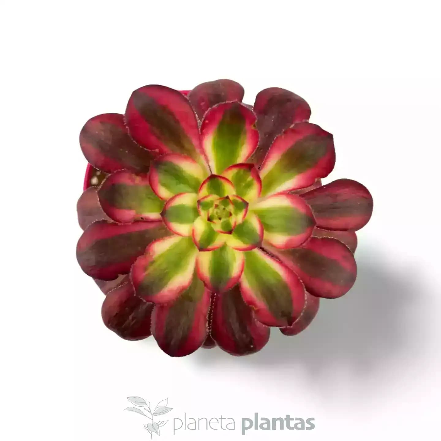 Aeonium Red Garnet Yellow Variegated Vulcan