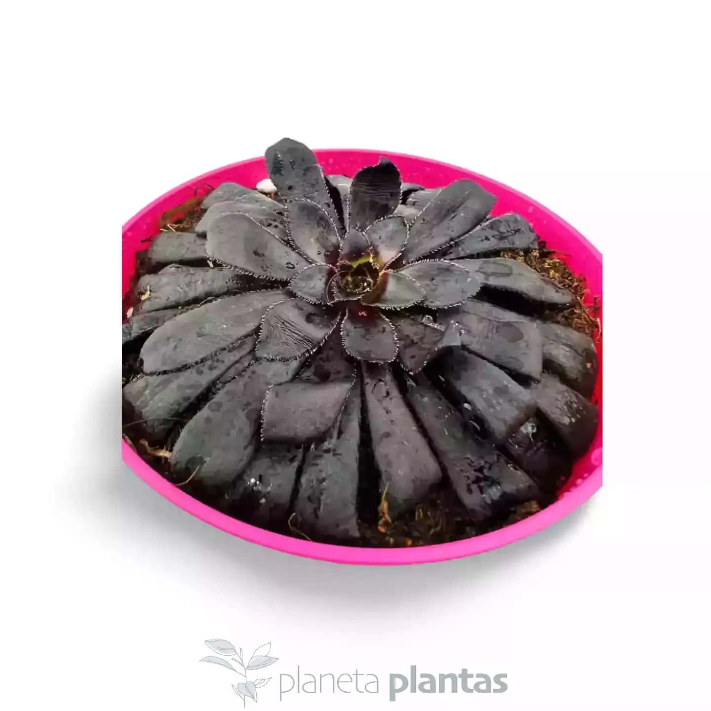Aeonium Zwartkop Rosa Negra Var