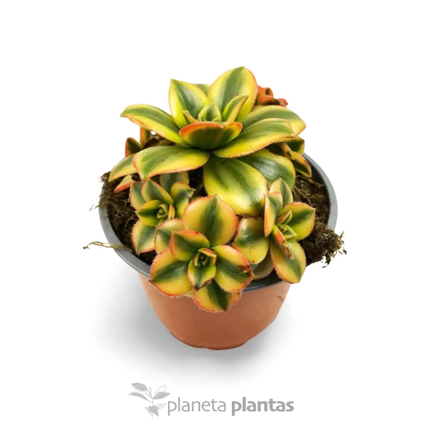 Aeonium Decorum Variegatum Amarillo