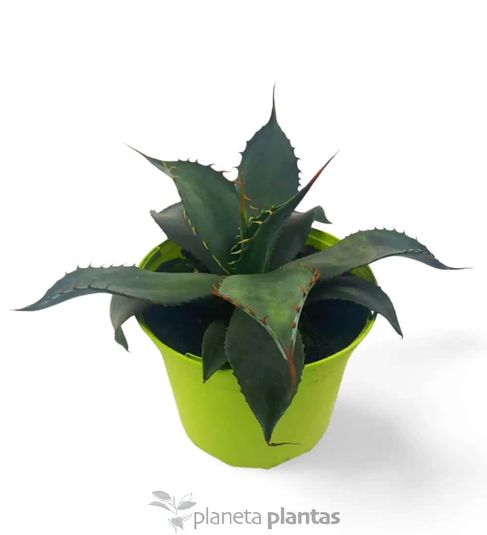 Agave Colorata