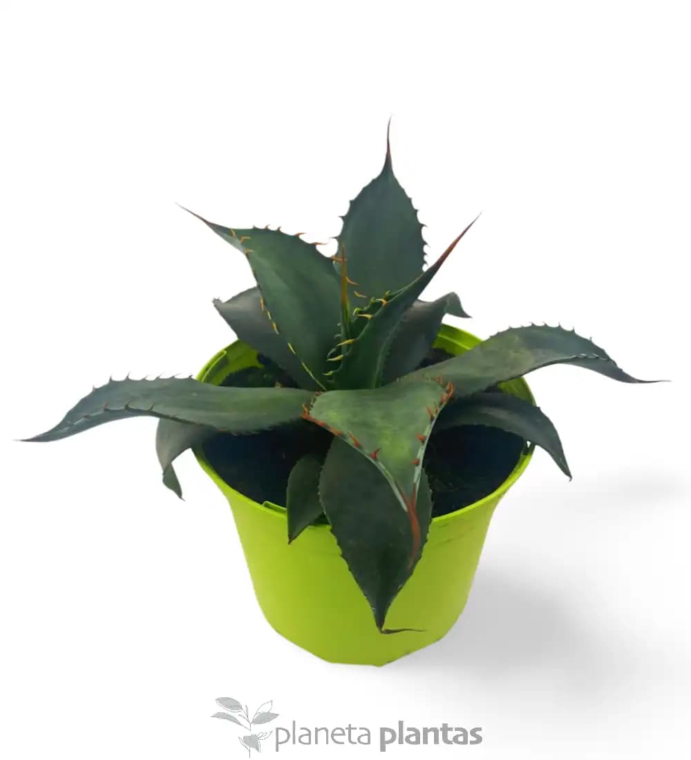 Agave Colorata