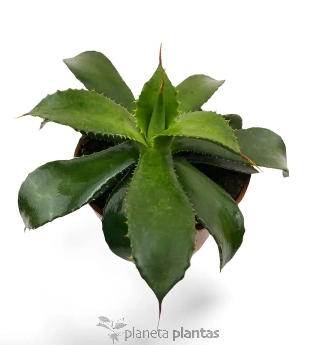 Agave Congesta
