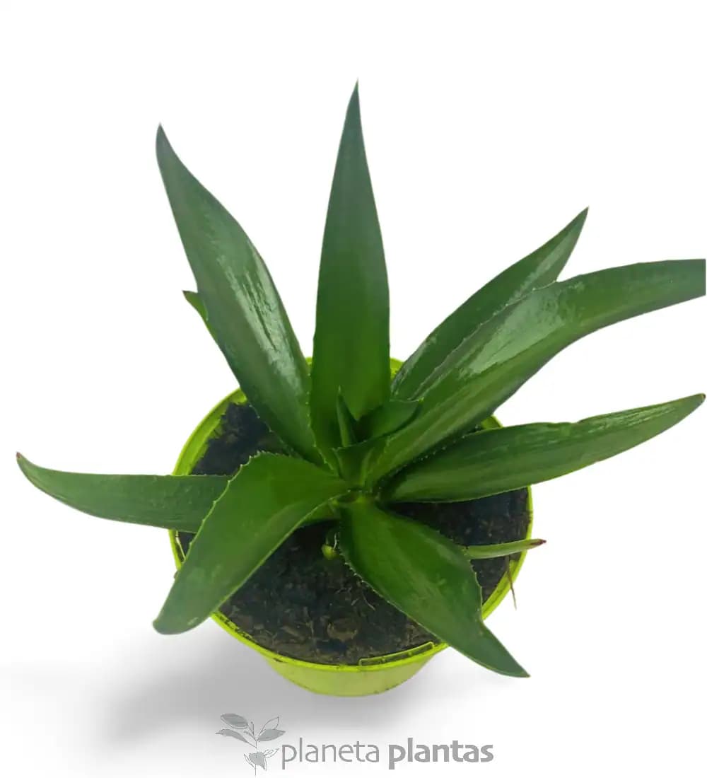 Agave Desmettiana Green