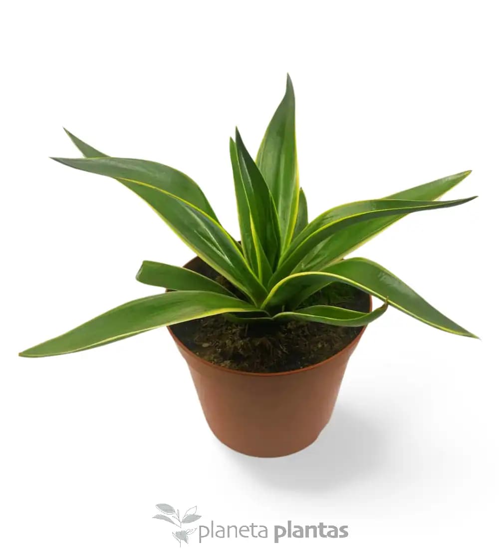 Agave Desmettiana variegata