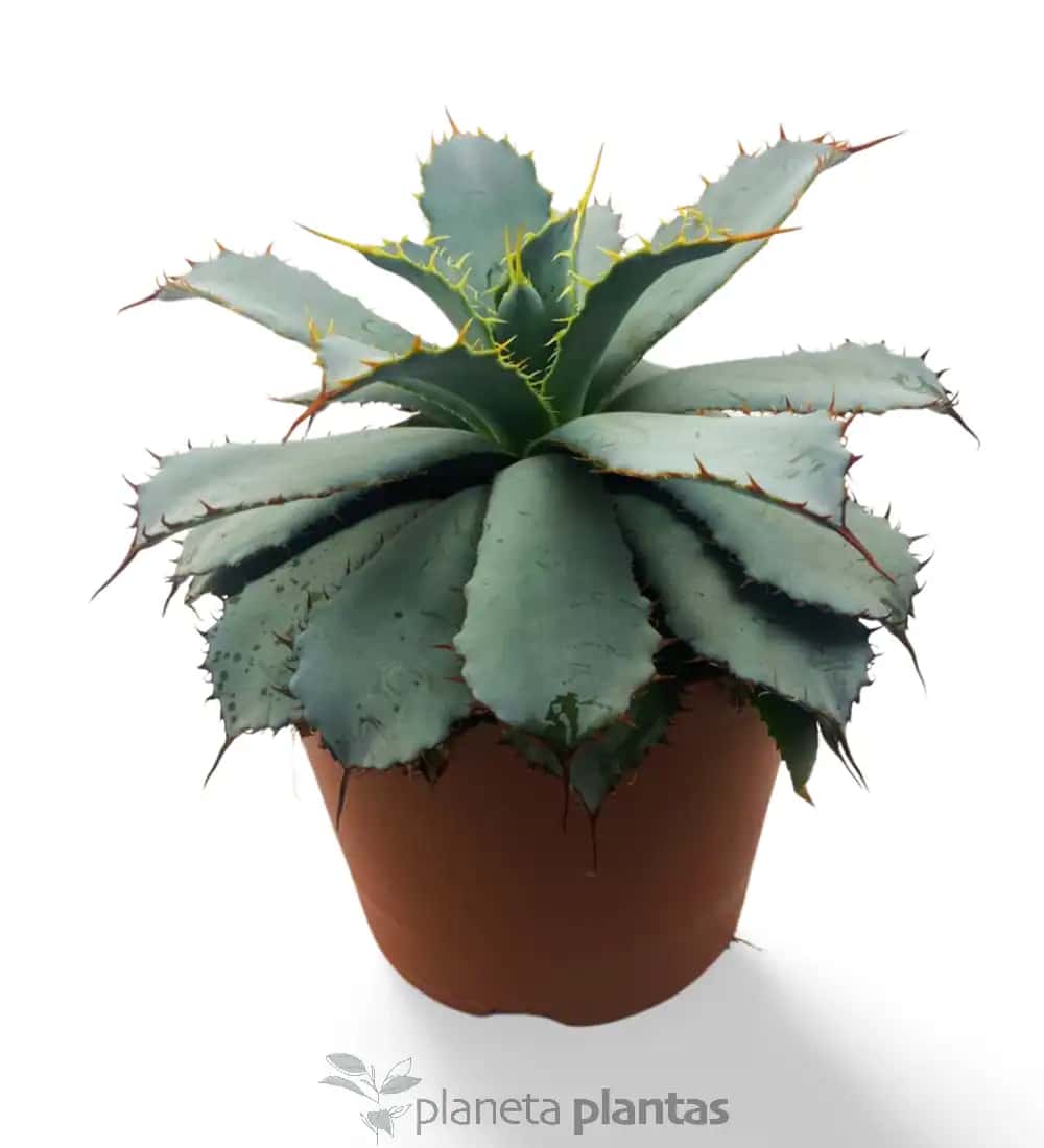 Agave Guadalajarana (Leon)