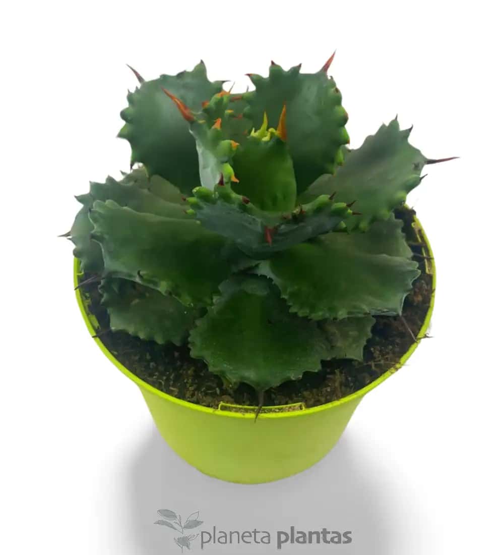 Agave Isthmensis