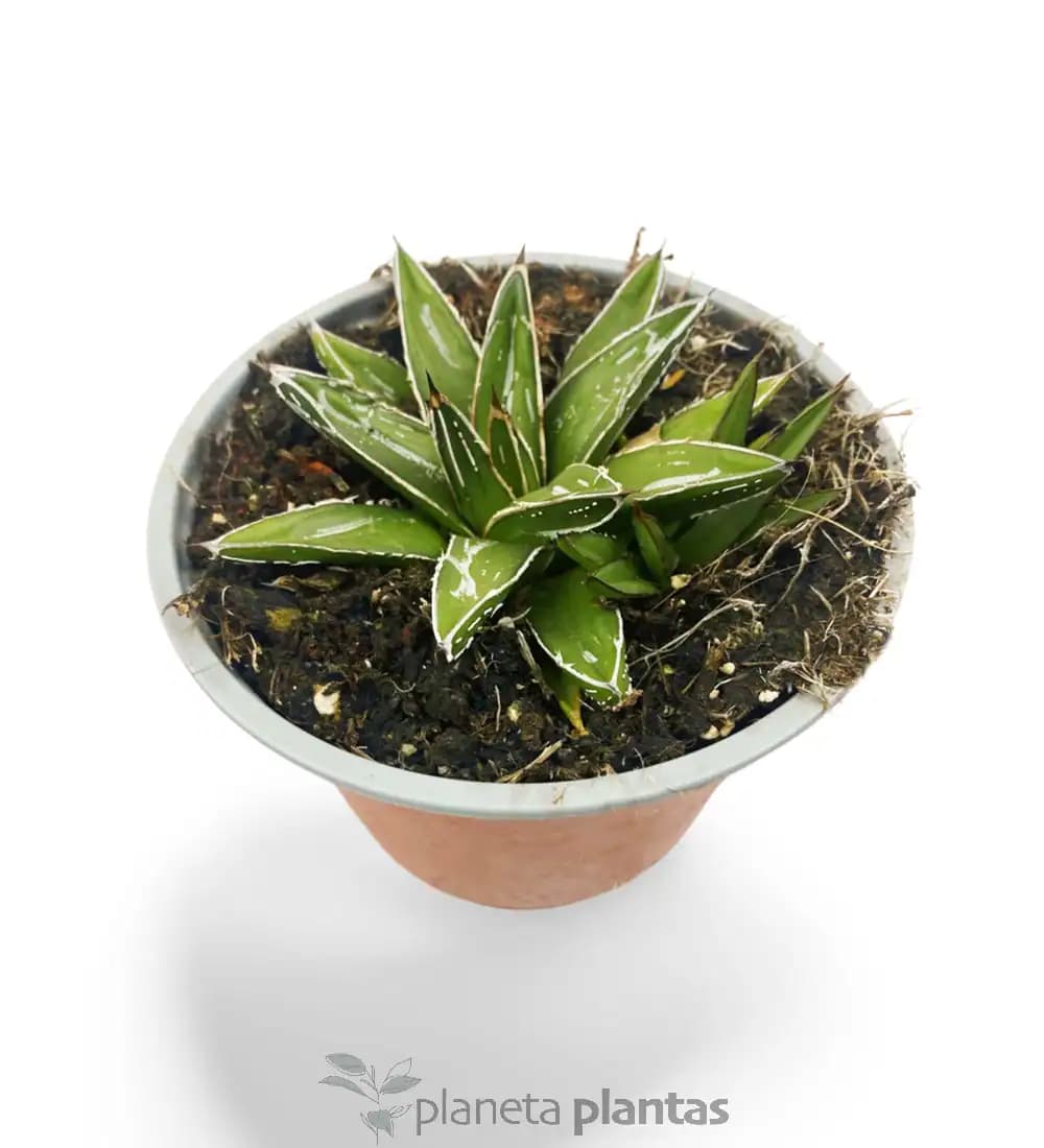 Agave Reina Victoria