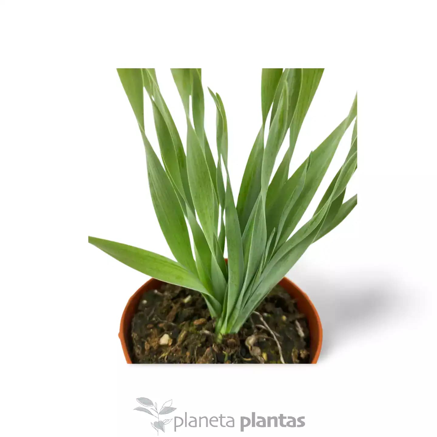 Albuca Concordiana