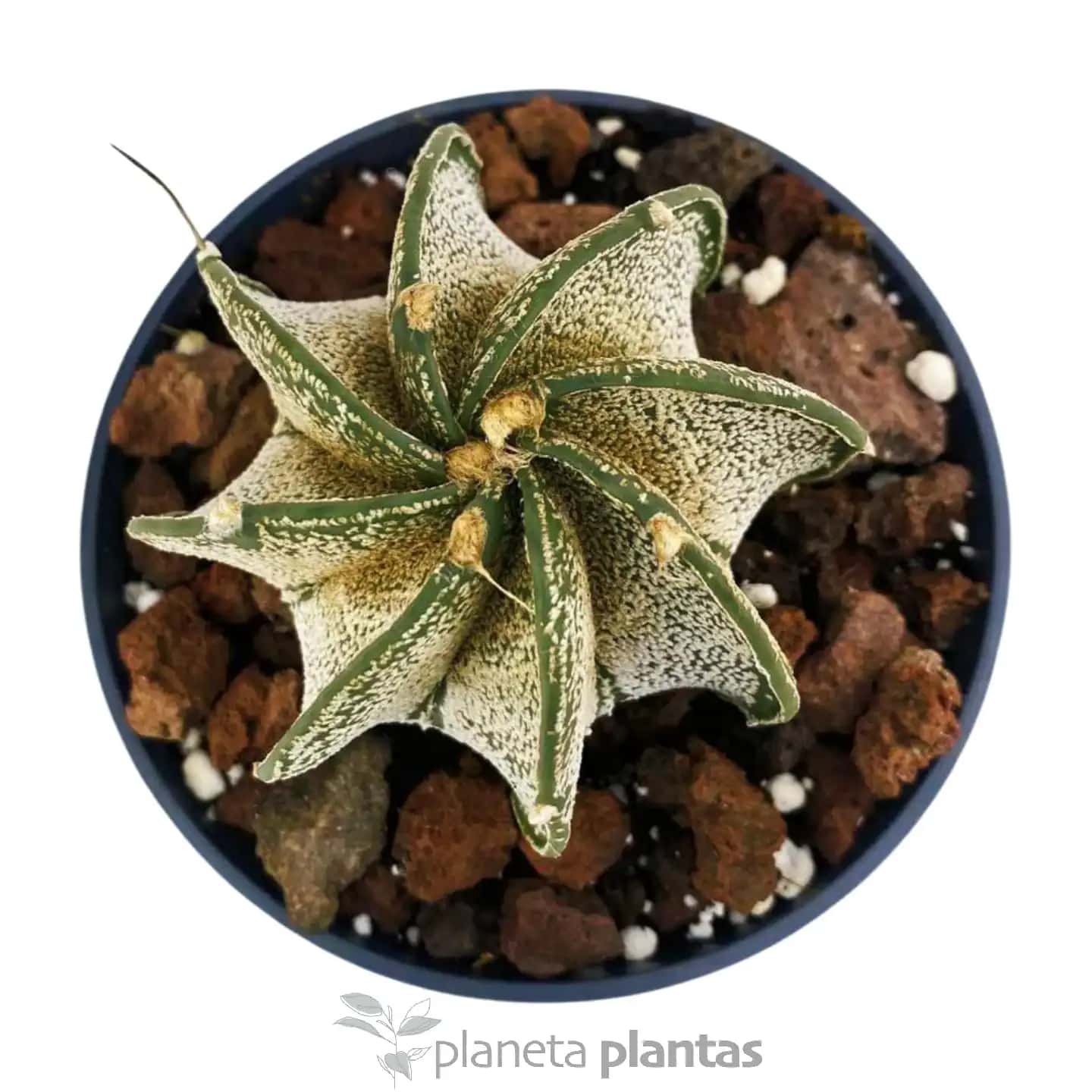 Astrophytum myriostigma 'Multicostatum'