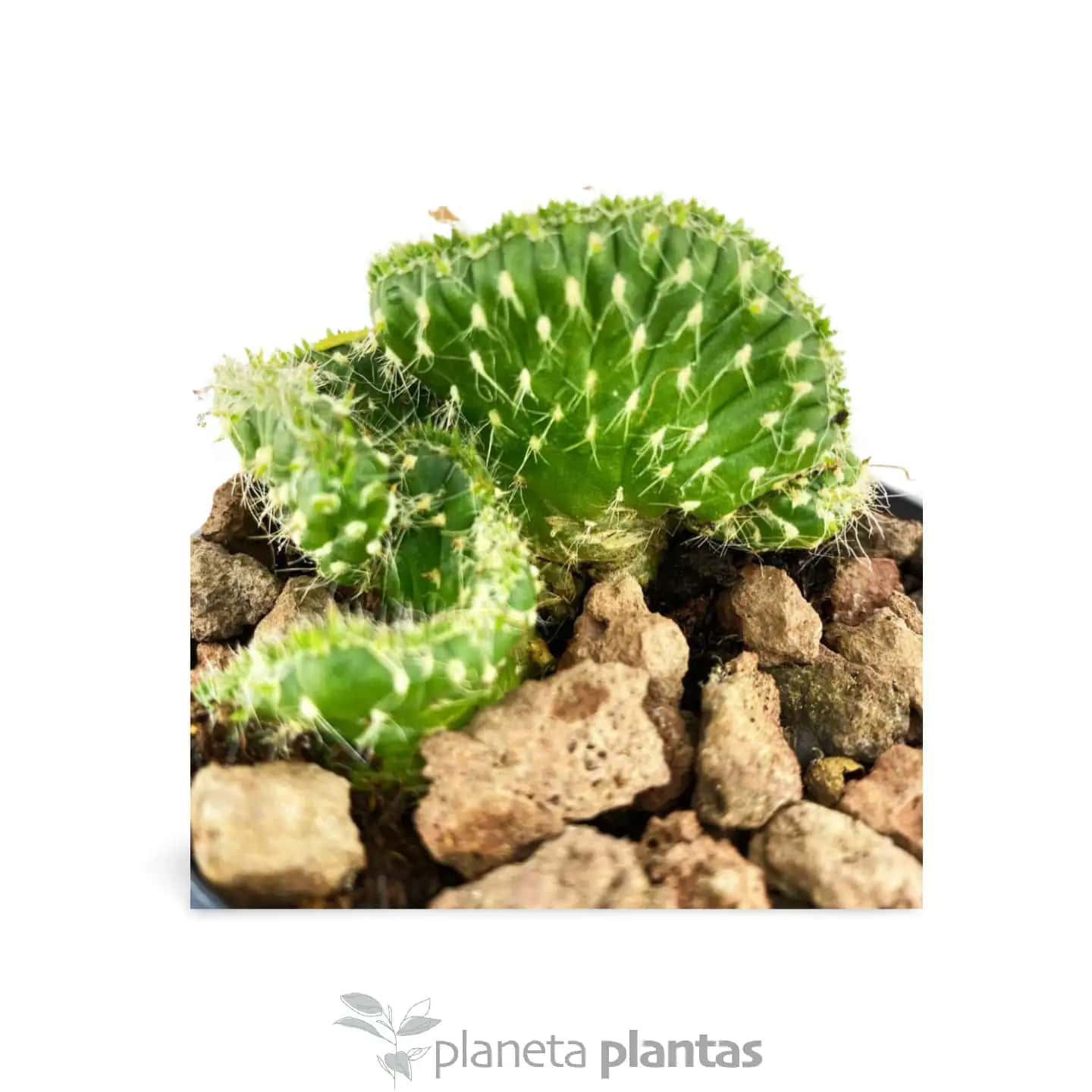 Austrocylindropuntia Subulata