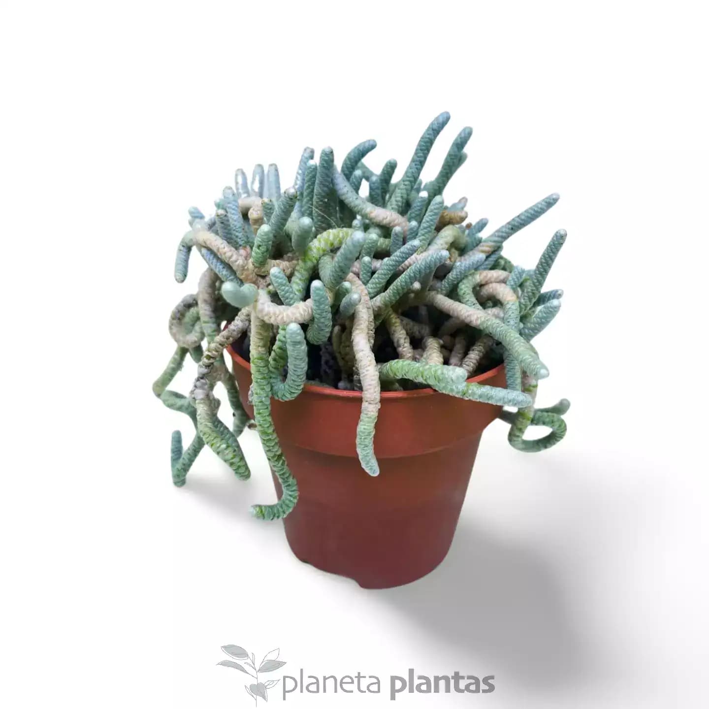 Avonia Quinaria
