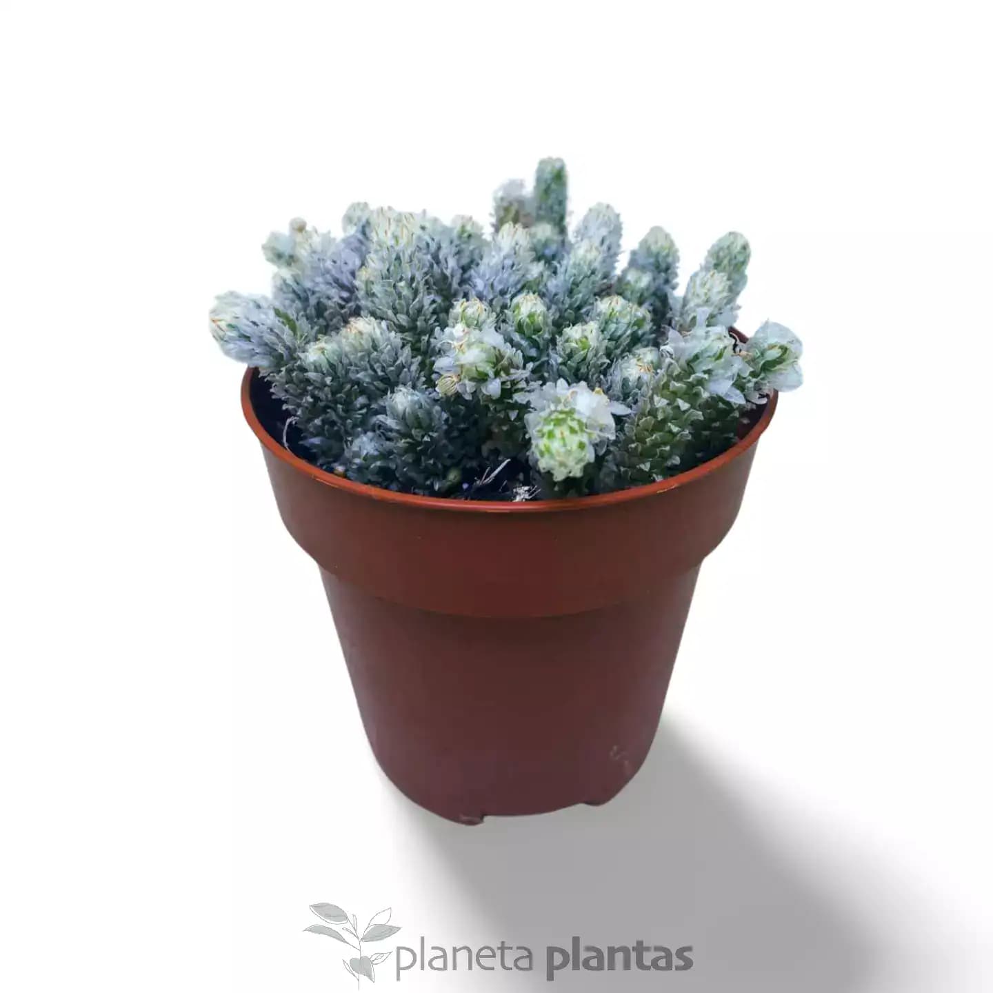 Avonia Recurvata