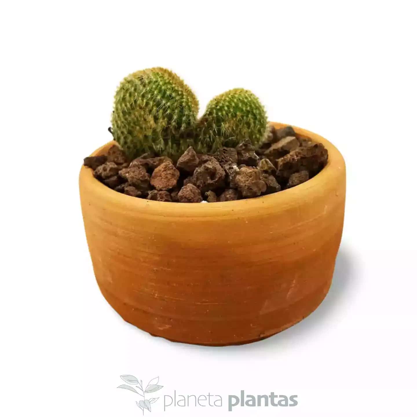 Cactus Cleistocactus Corazon
