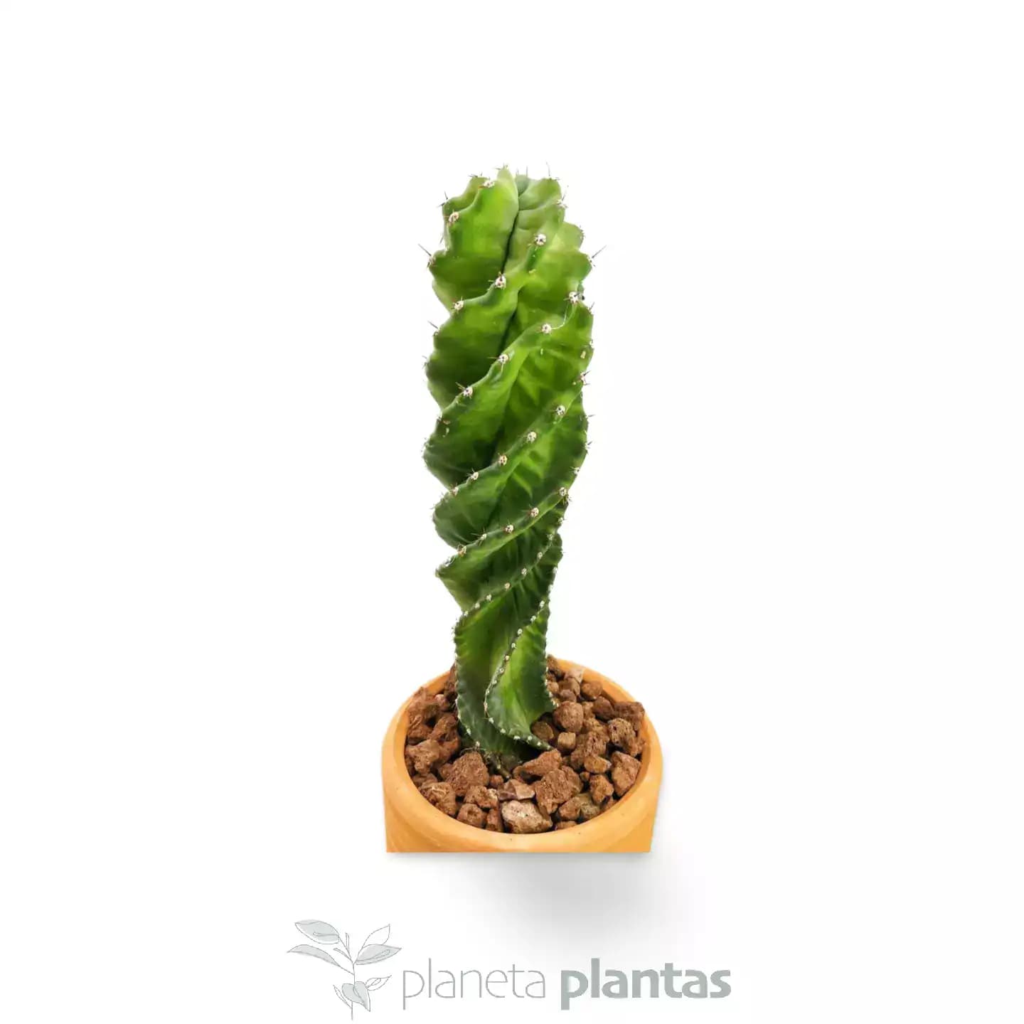 Cereus Forbesii Spiralis