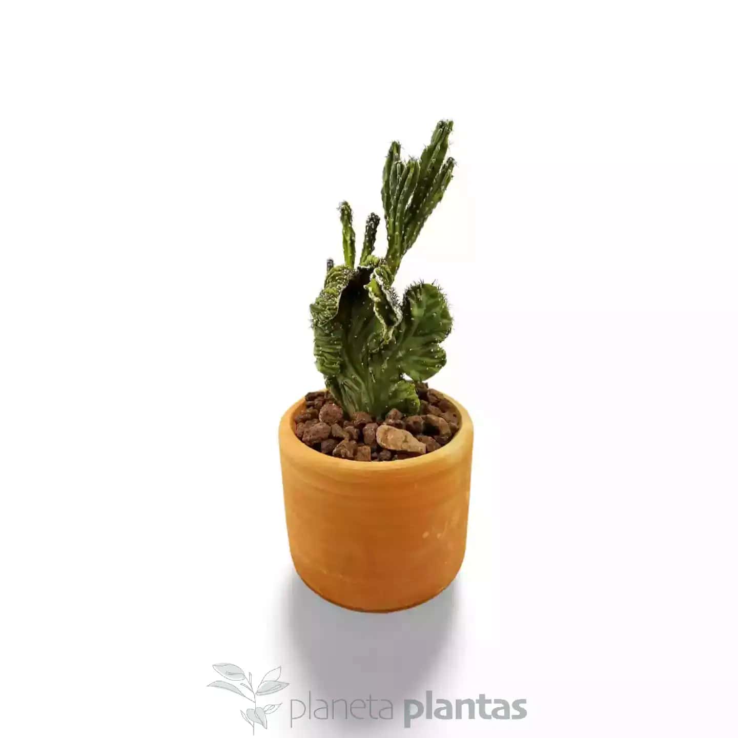 Cereus Peruvianus Monstruosa Cristata MOD012