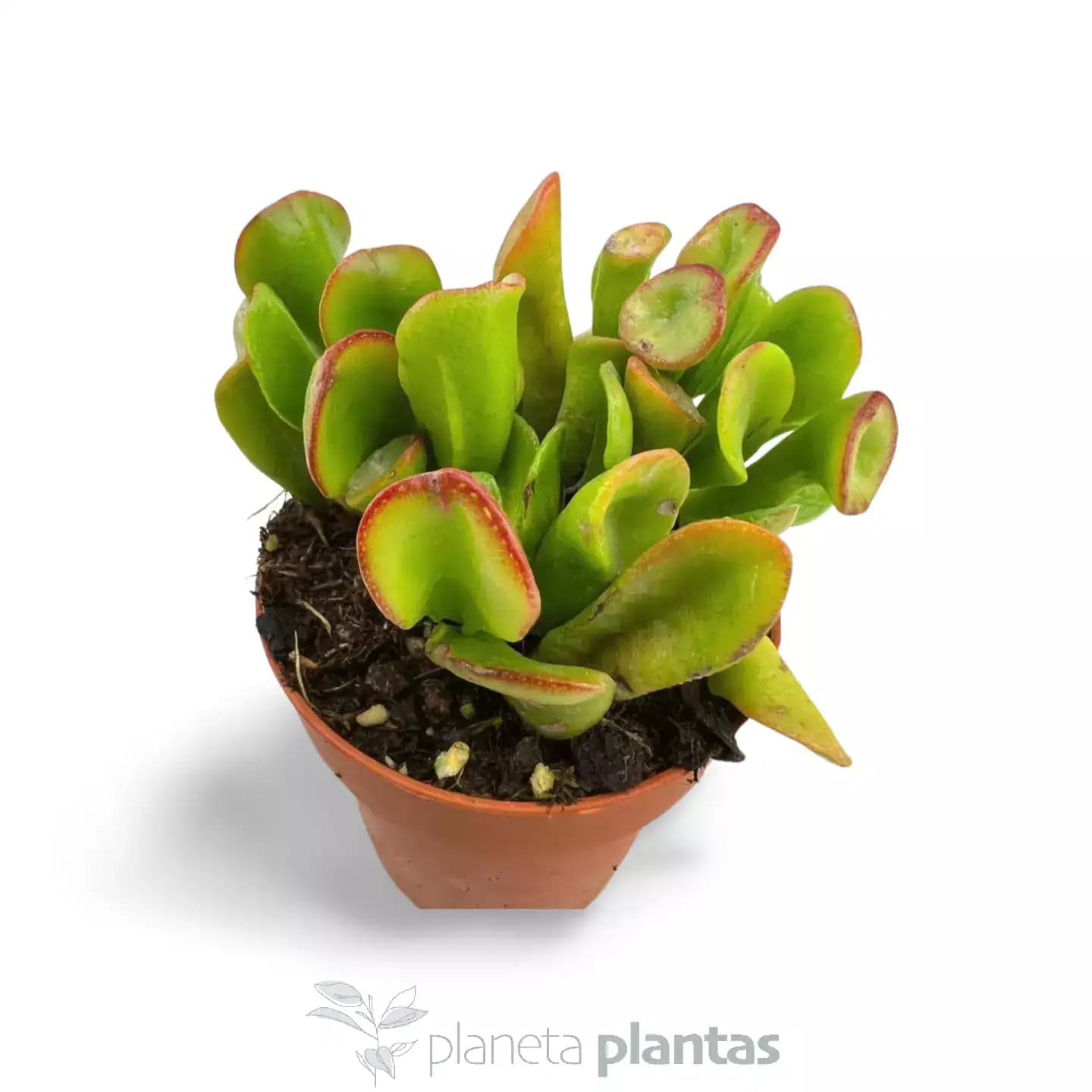 Crassula Ovata GollumCrassula Ovata Gollum