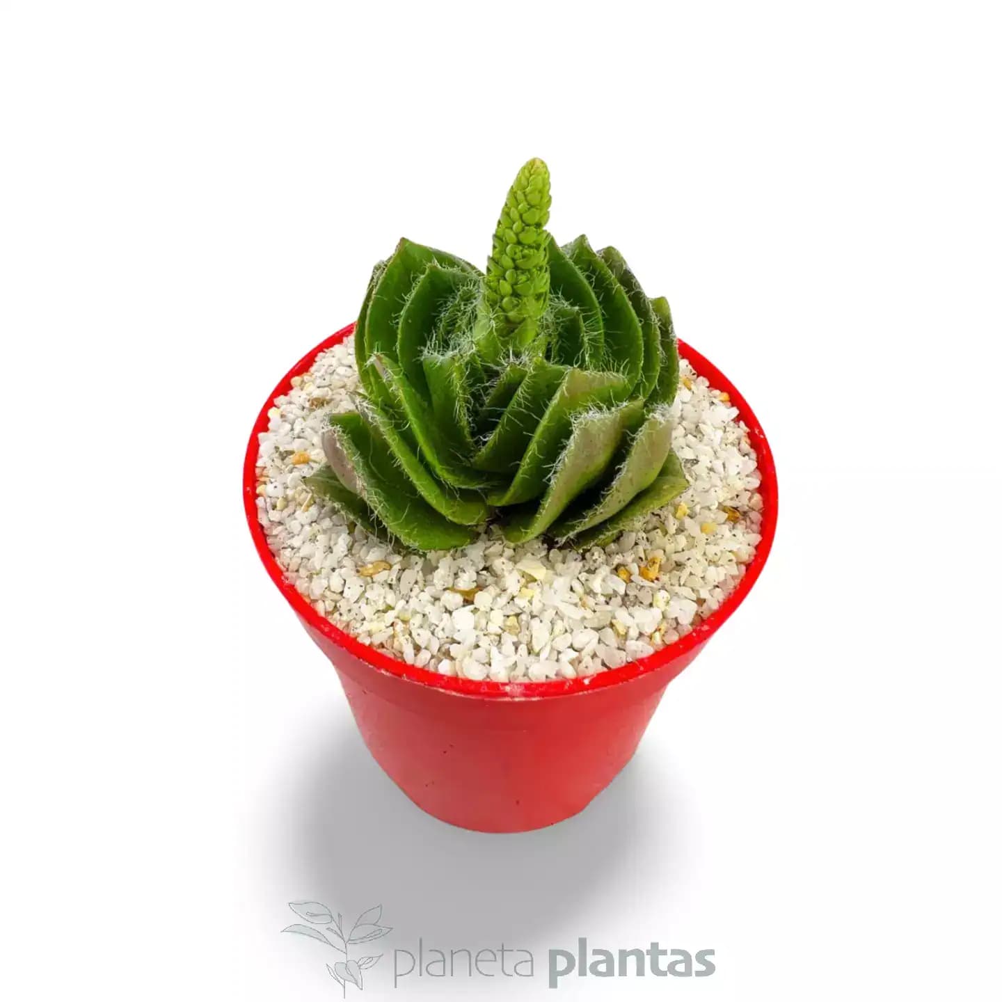 Crassula Barbata - Grande