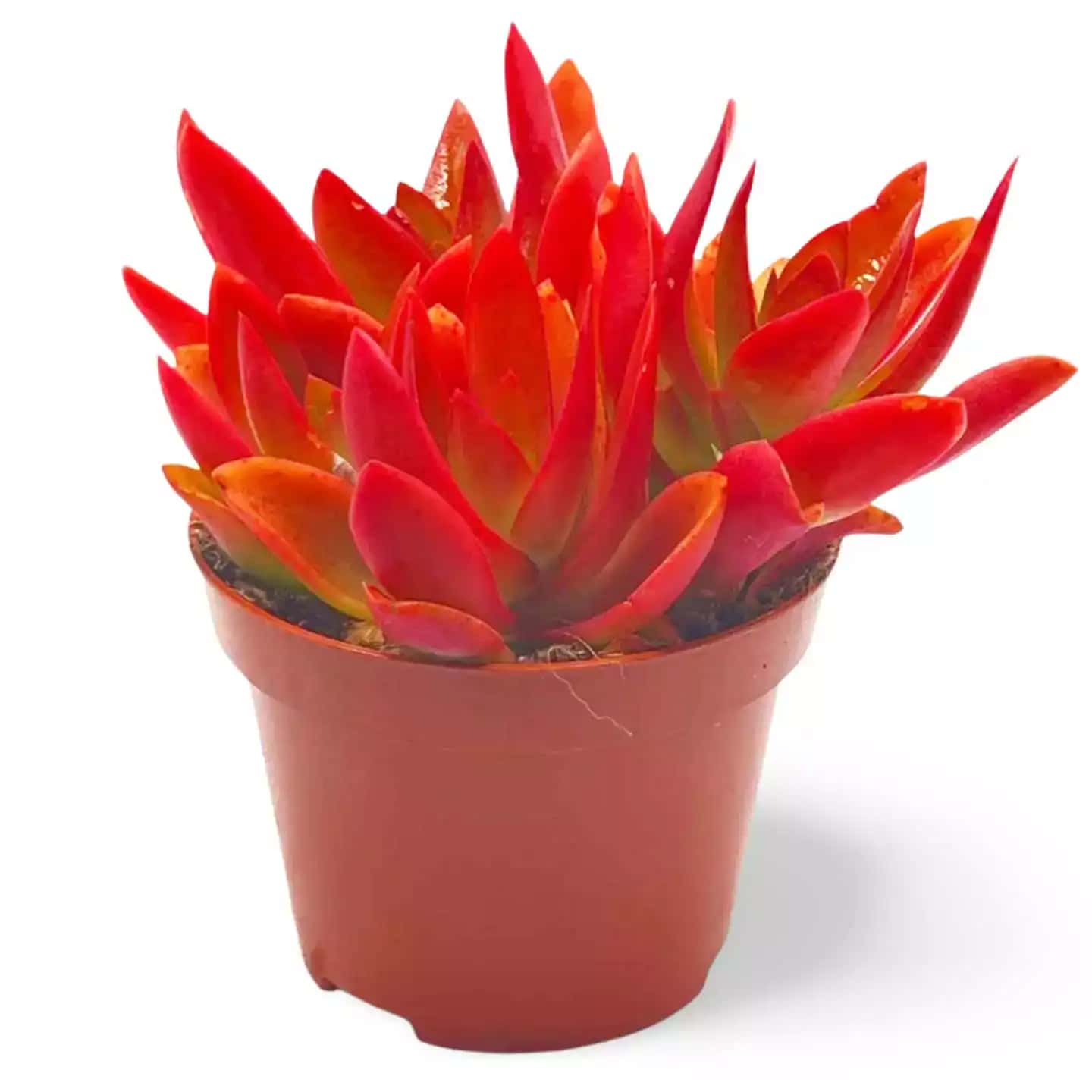 Crassula capitella Crassula de Fuego - Grande