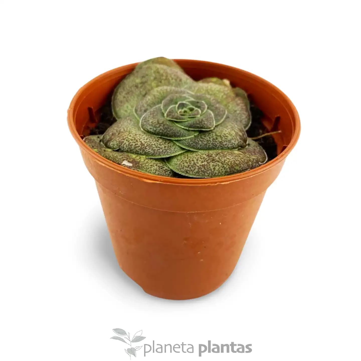 Crassula hemisphaerica