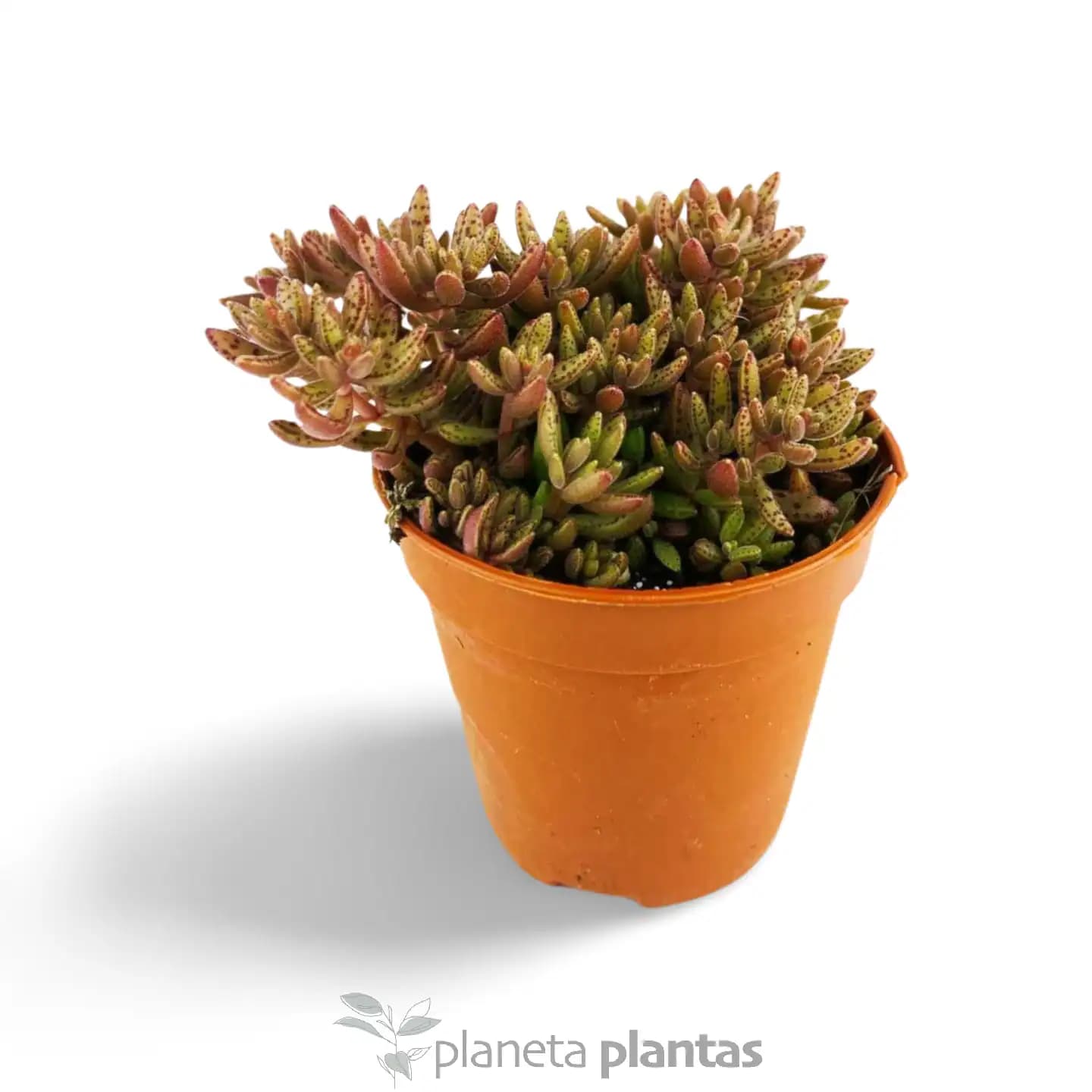 Crassula humbertii