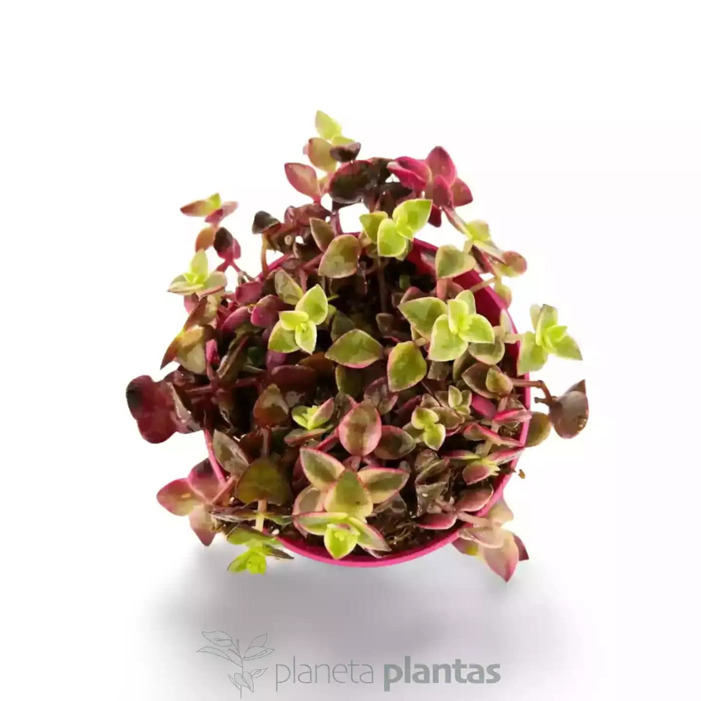 Crassula marginalis Hanging Basket