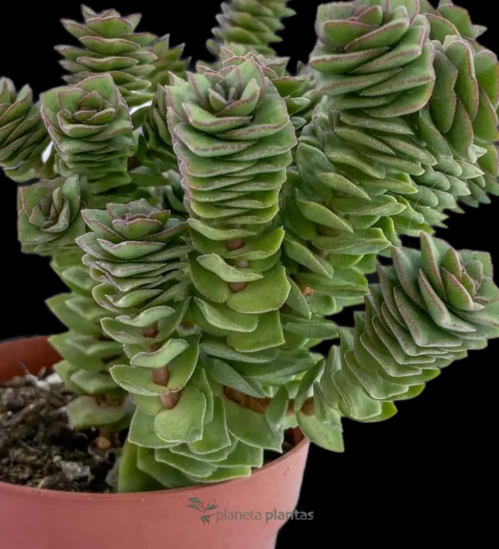 Collar De Perlas - (Crassula Perforata)