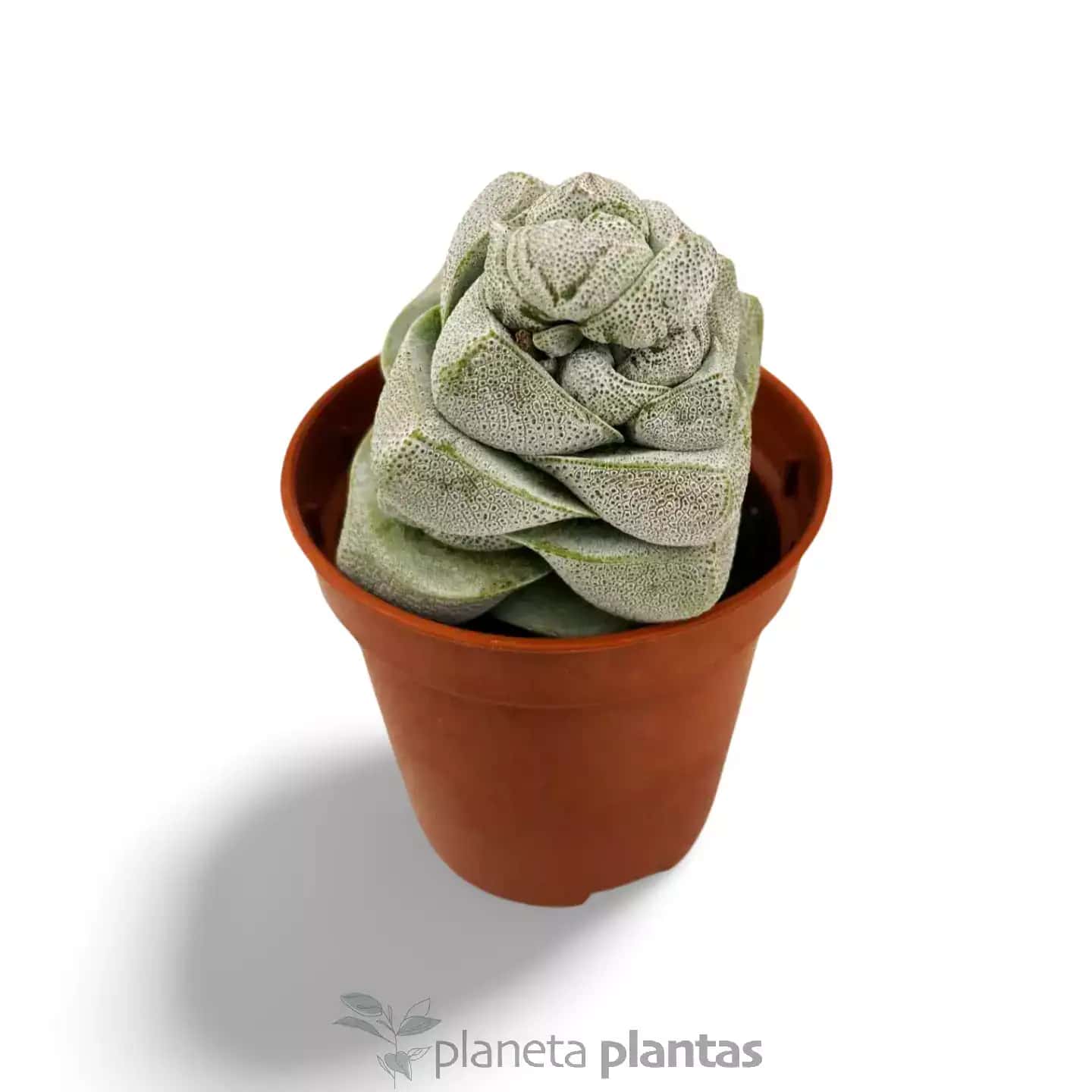 Crassula Deceptor