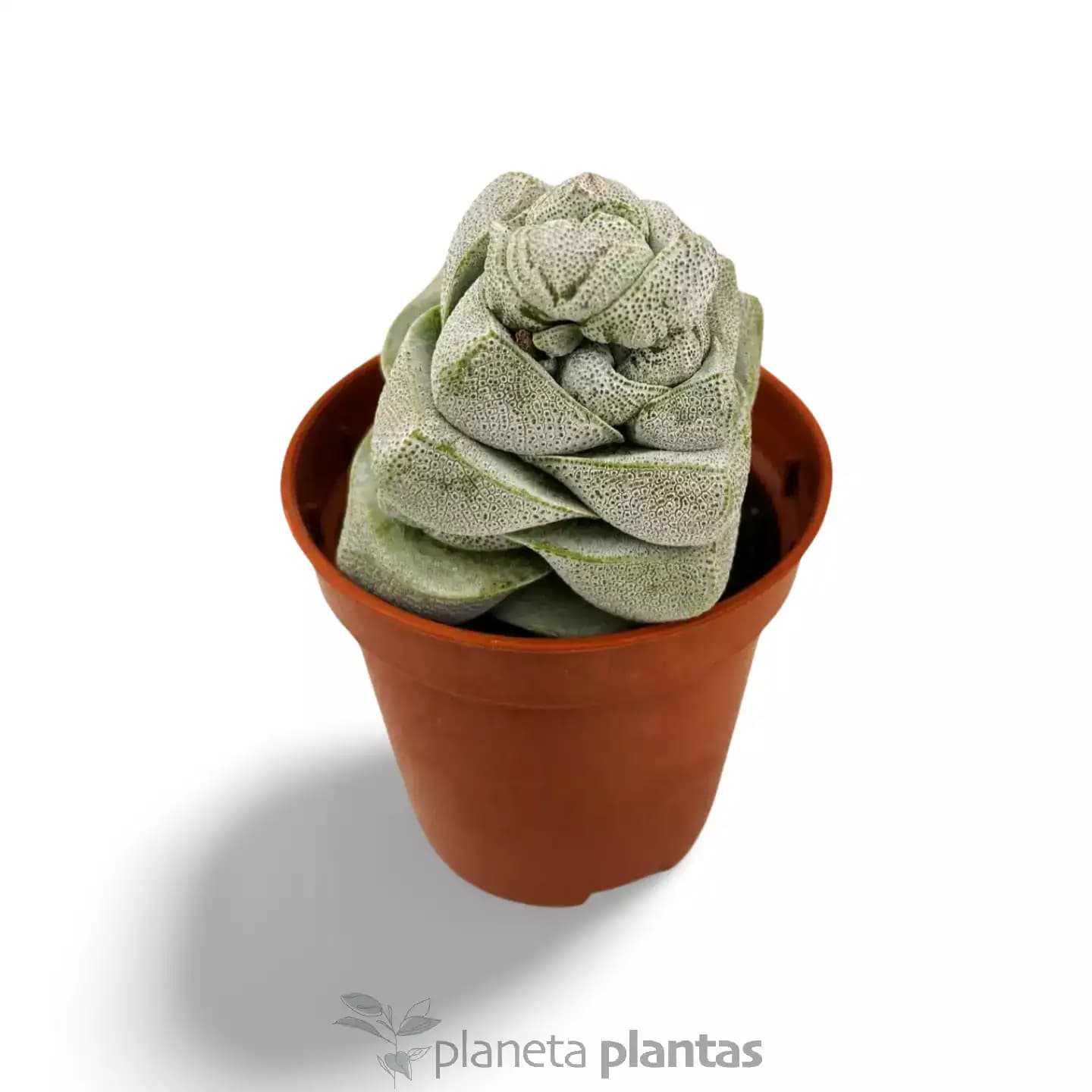Crassula Deceptor