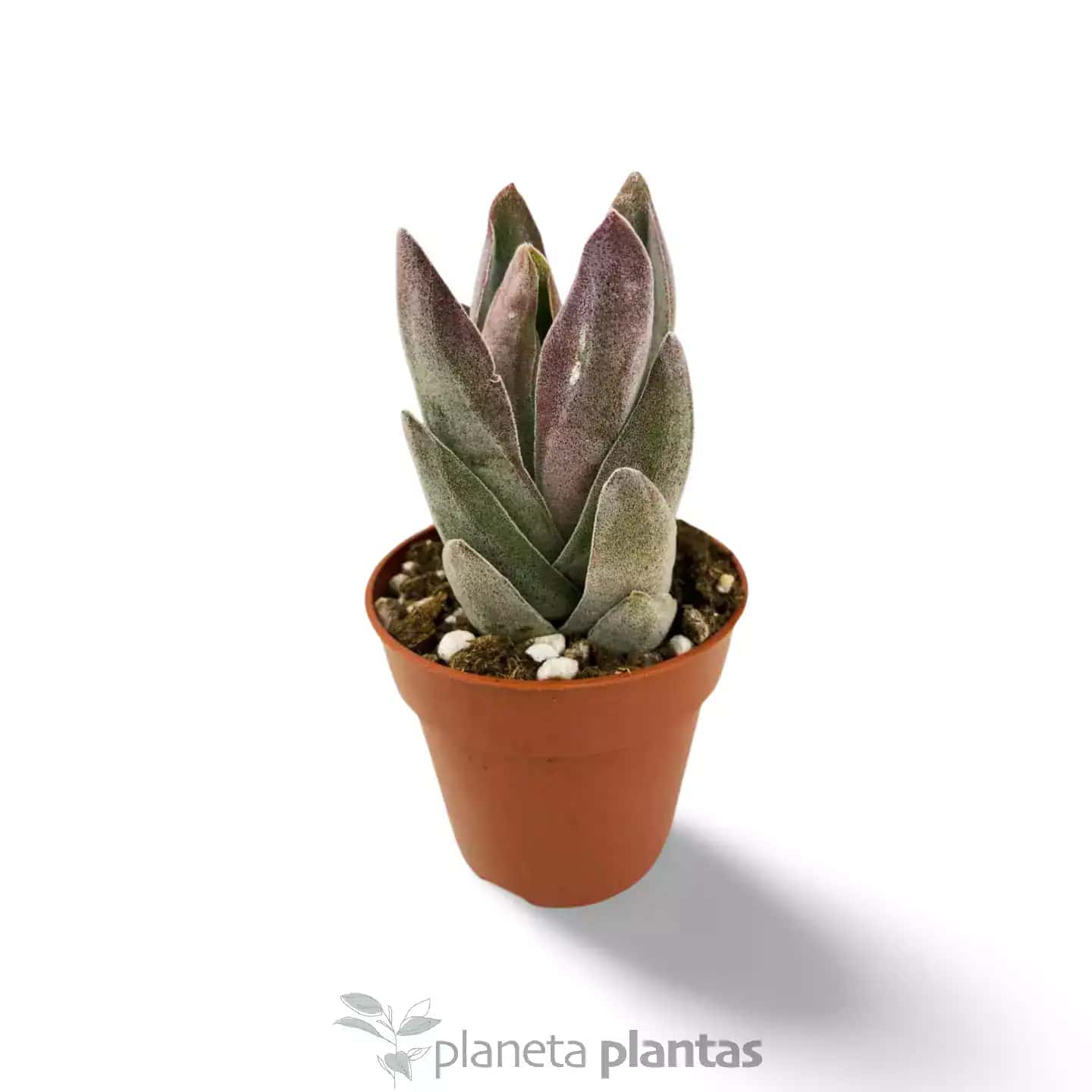 Crassula Garnet Lotus