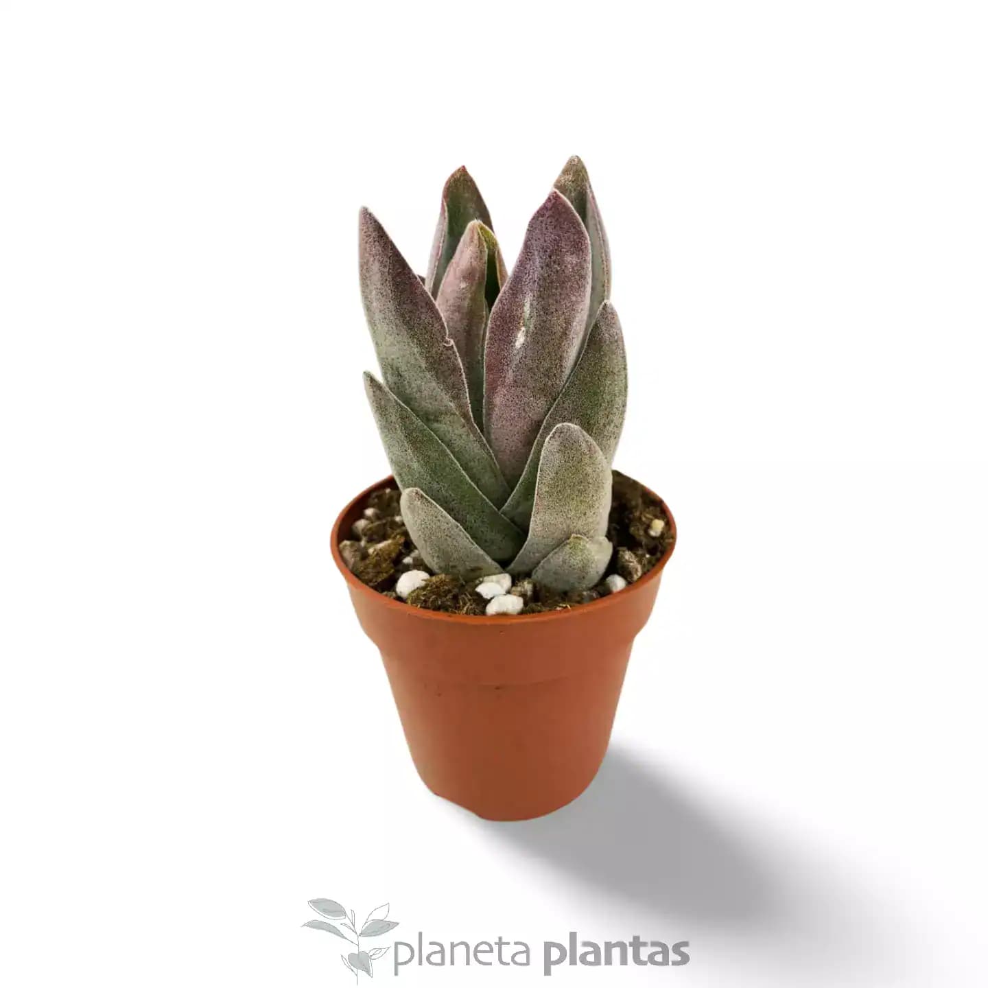 Crassula Garnet Lotus