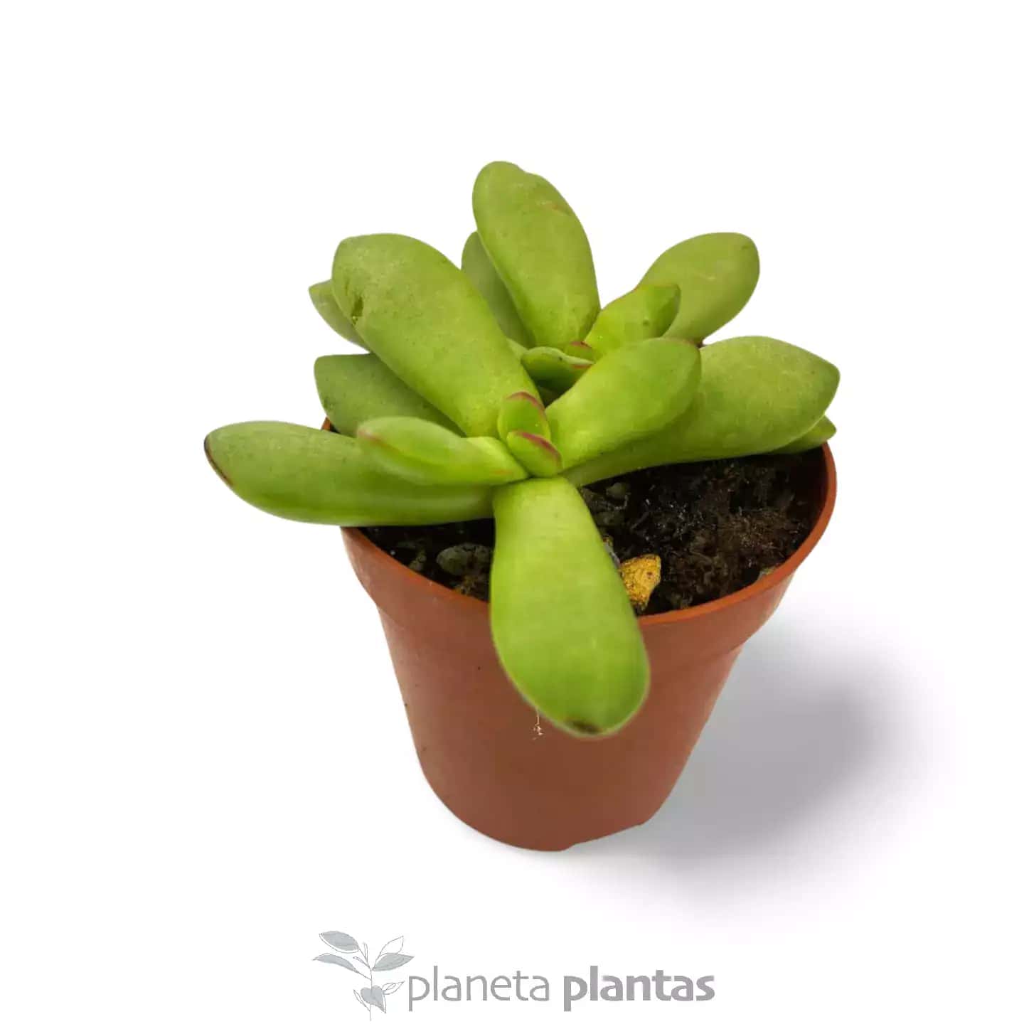 Crassula Nudicaulis var herrei