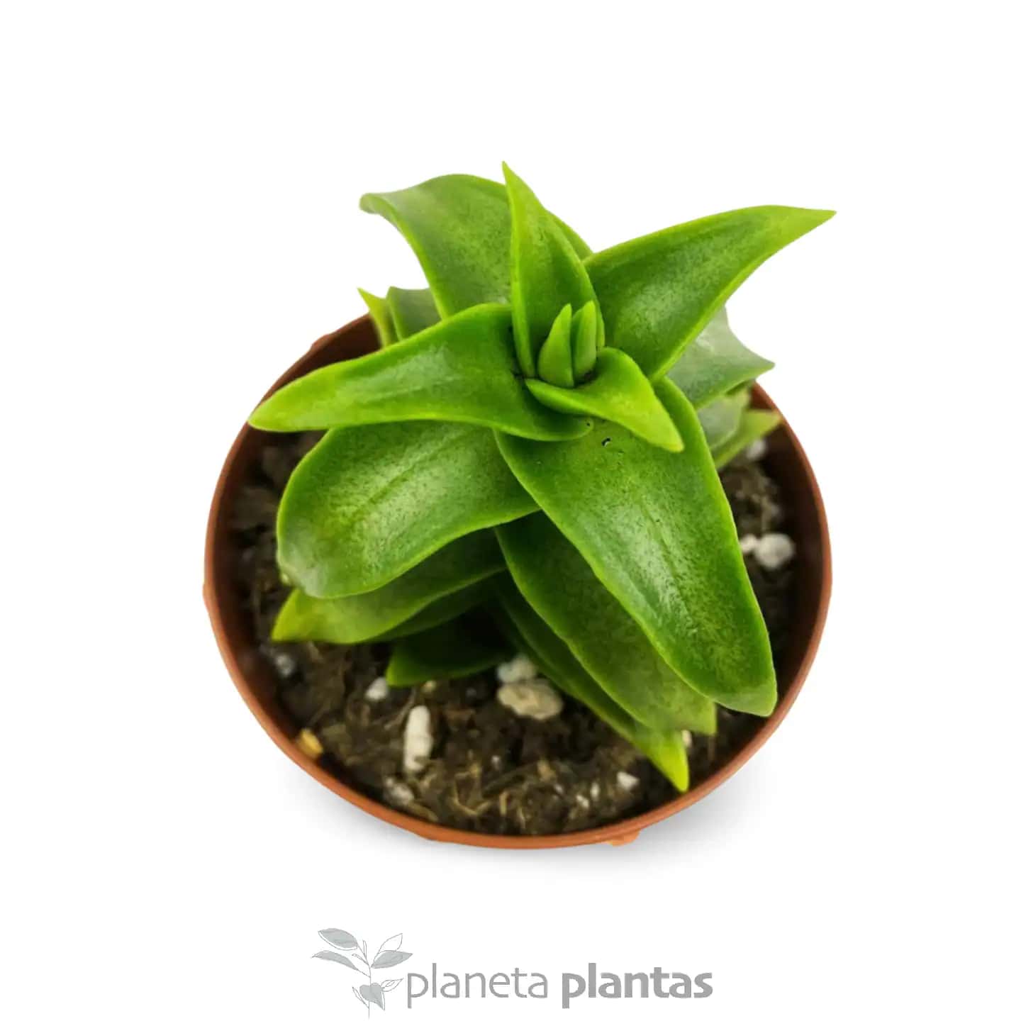 Crassula Perforata "Big"