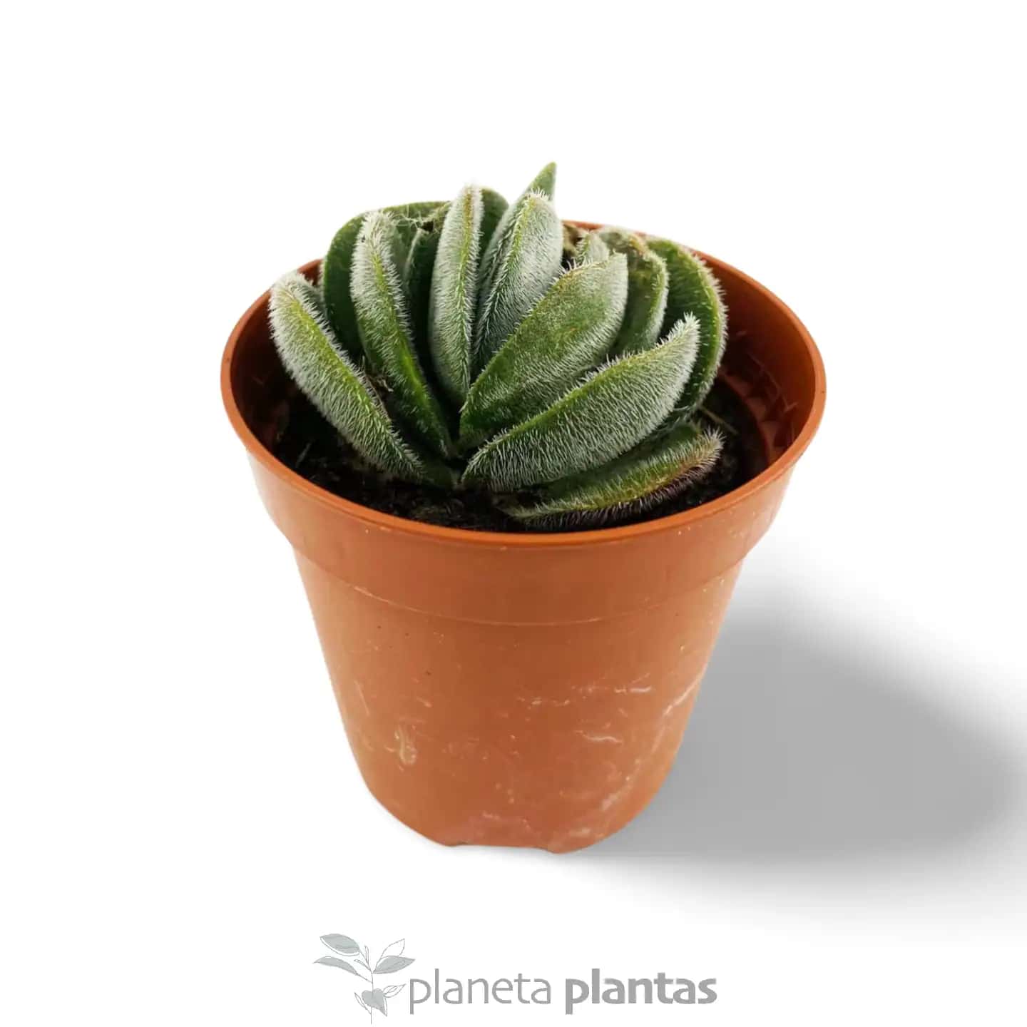 Crassula Tomentosa Vredendal