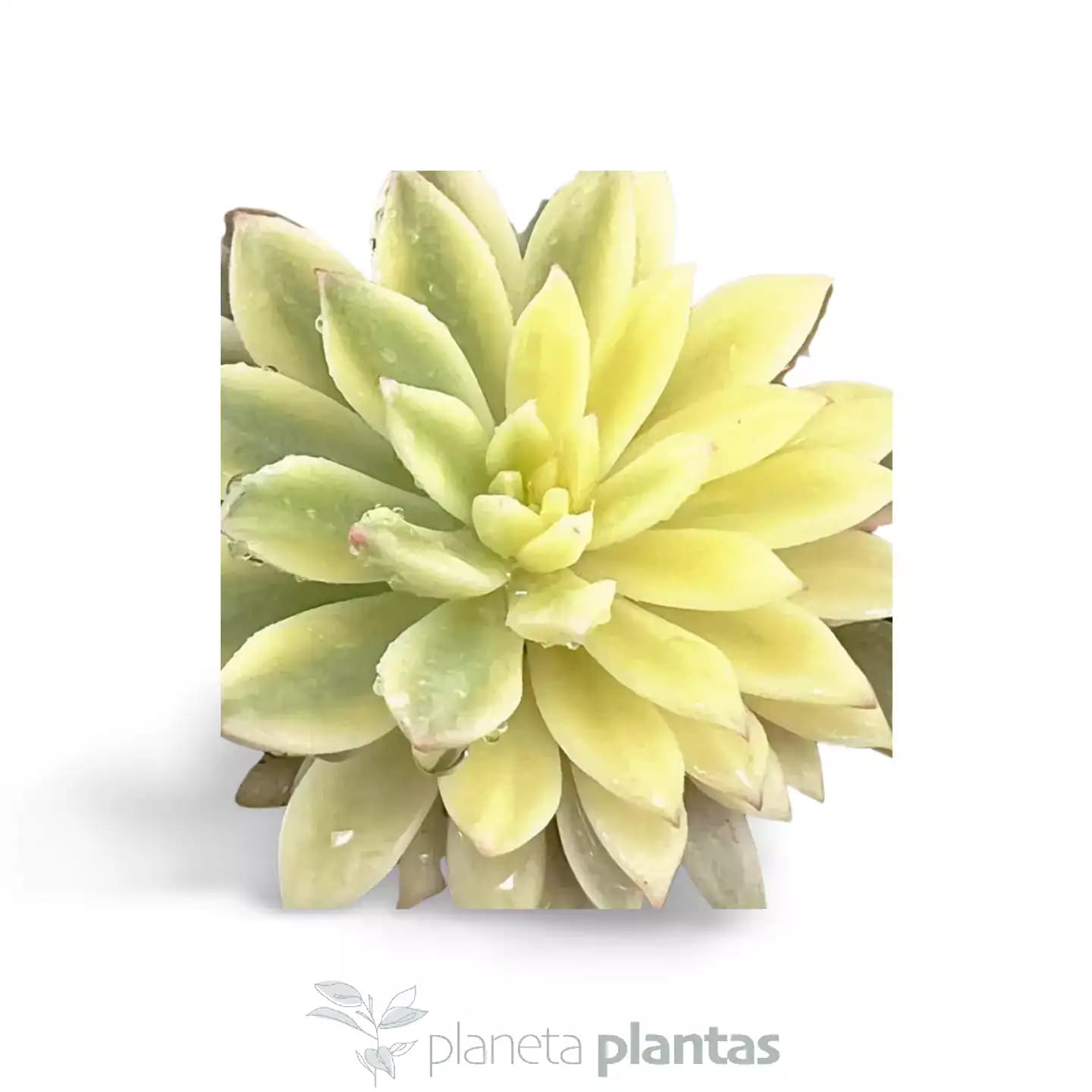 Echeveria Esmeralda Variegada