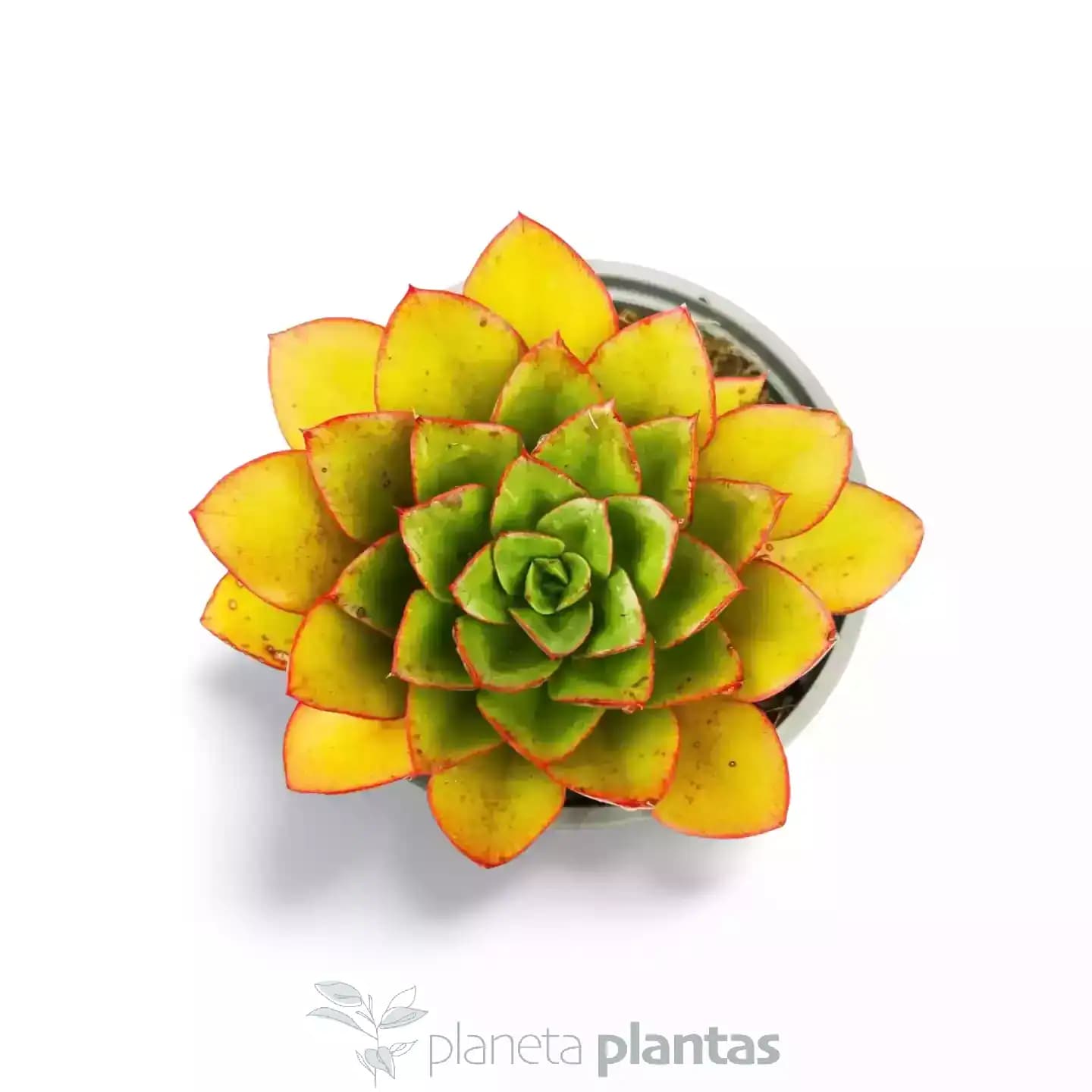 Echeveria Ice Pink