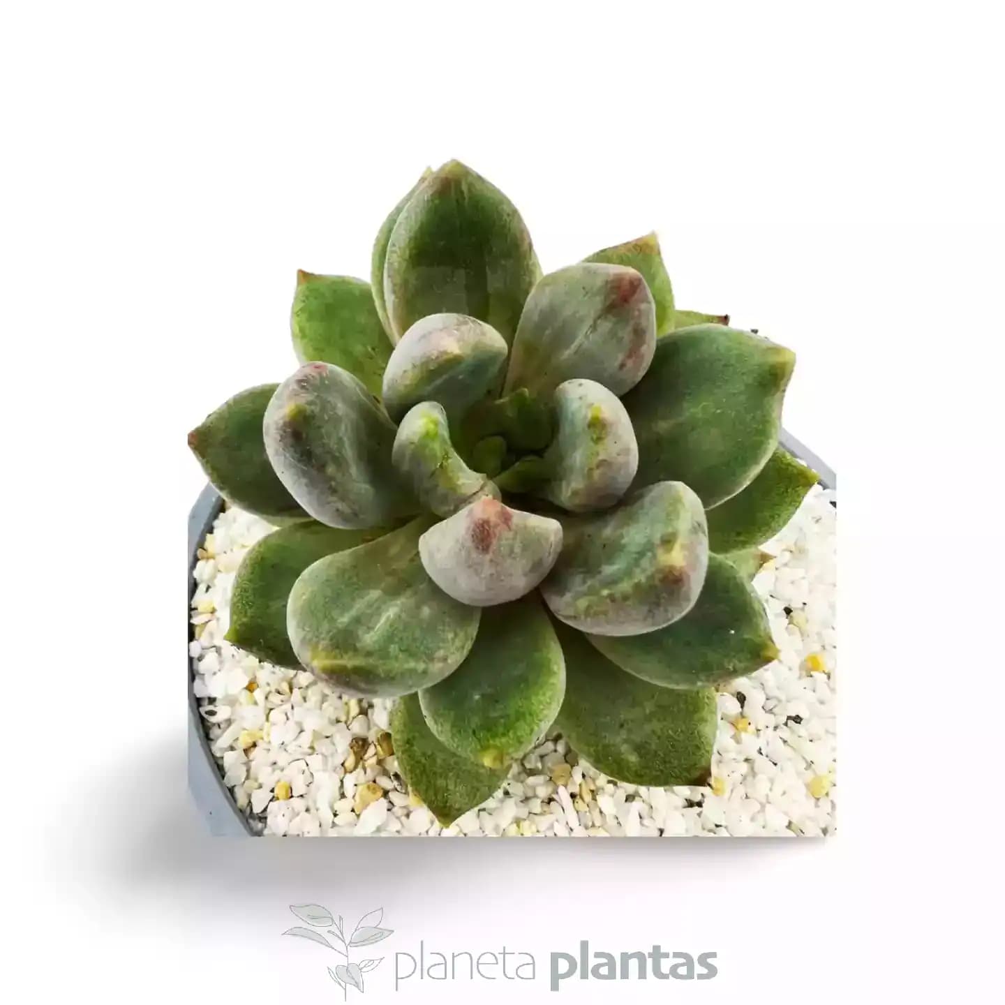 Echeveria Tolimanensis Dark Red