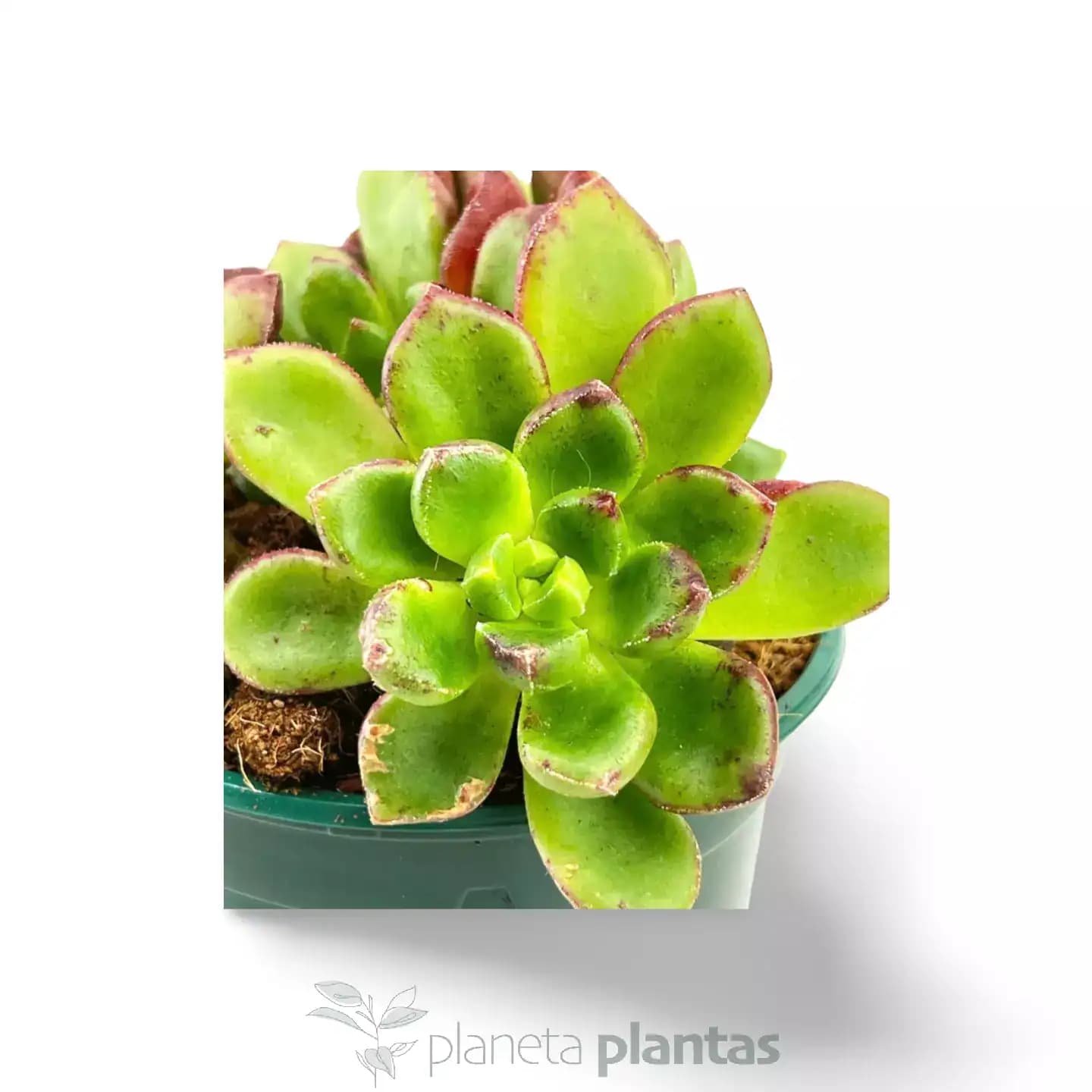 Echeveria multicaulis - rosa de cobre