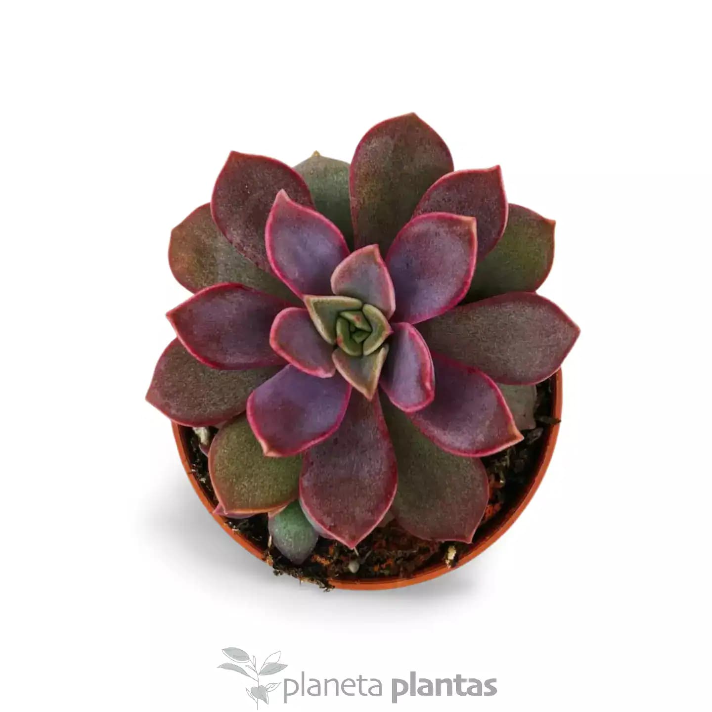 Echeveria Perla Purpura