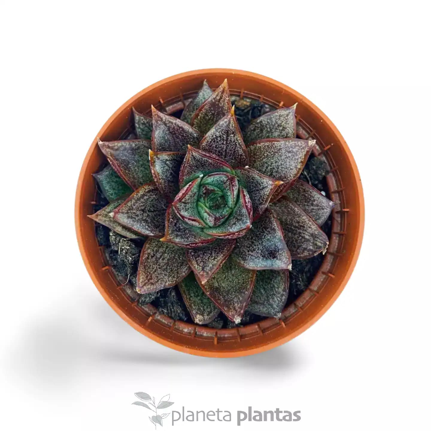 Echeveria Purpusorum