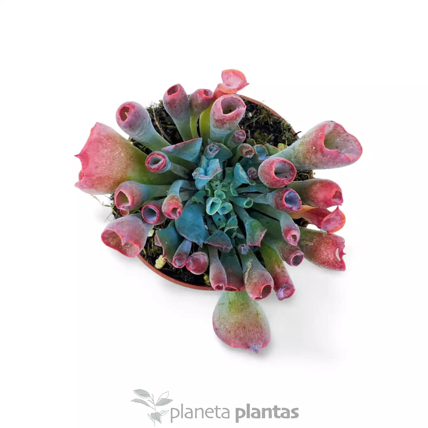 Echeveria Trumpet Pinky