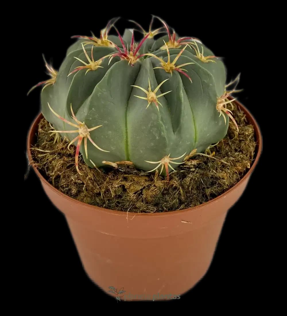 Echinocactus Texensis