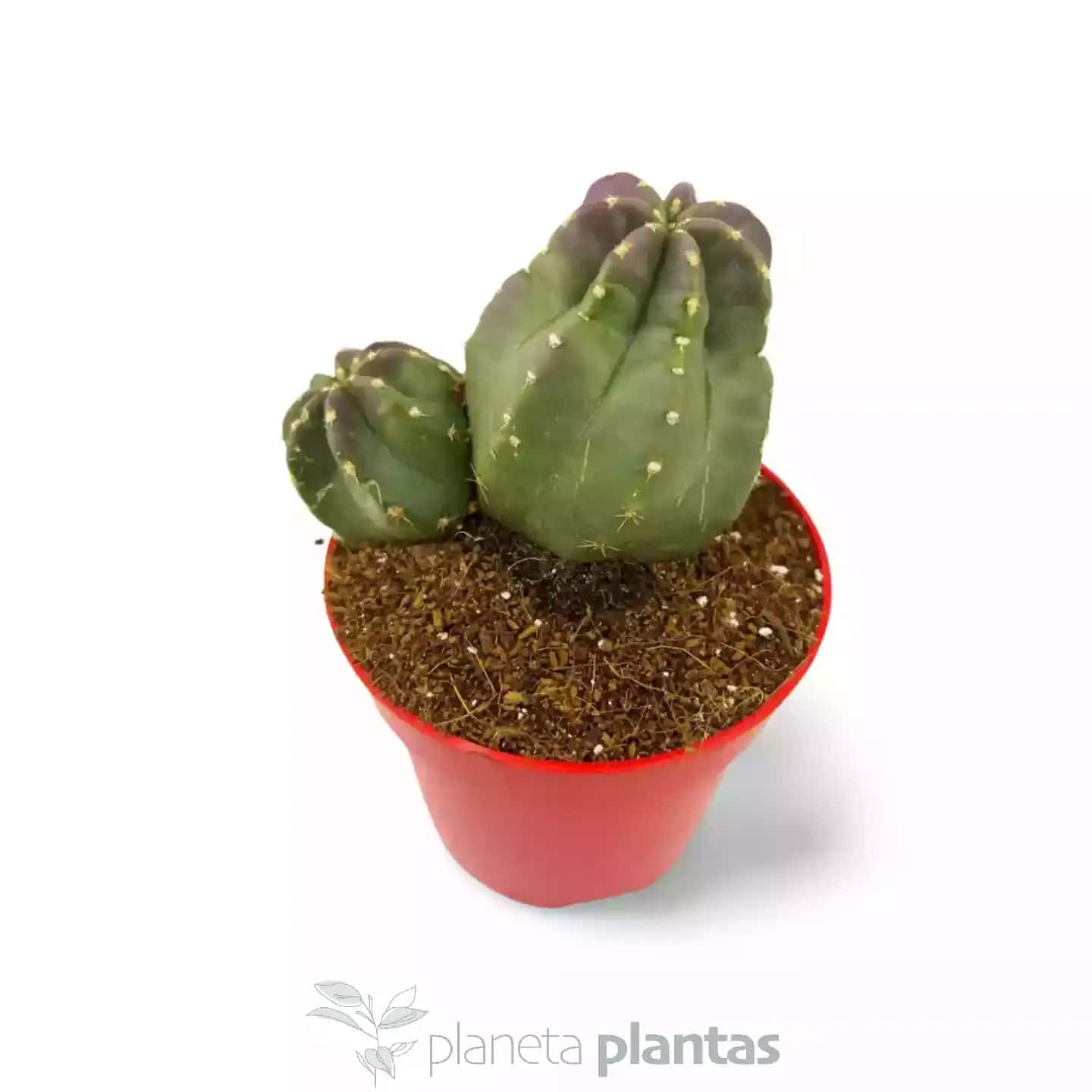 Echinocereus Coccineus DUO