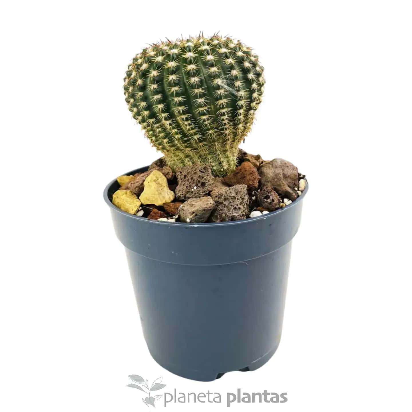 Echinocereus Reichenbachii