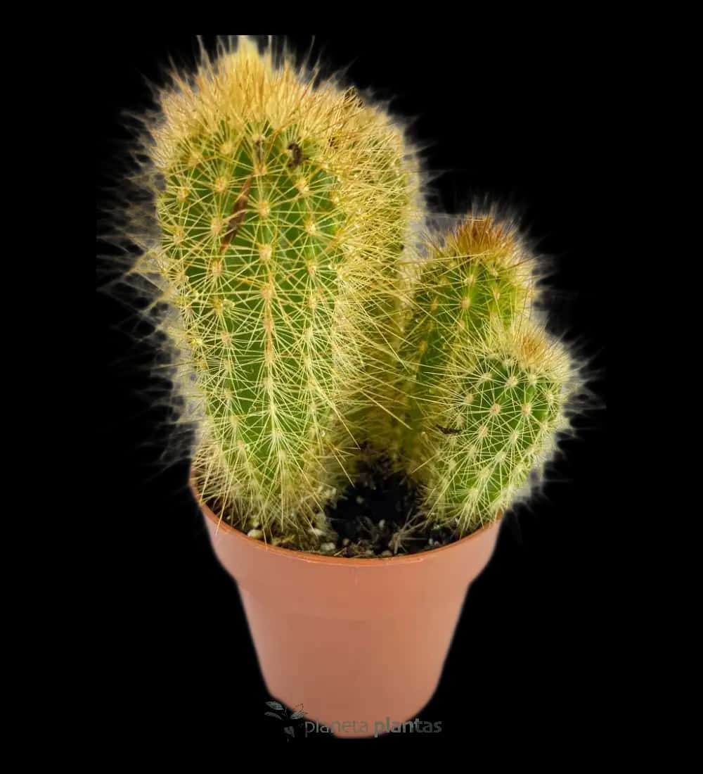 Cactus Erizo - (Echinopsis Candicans )