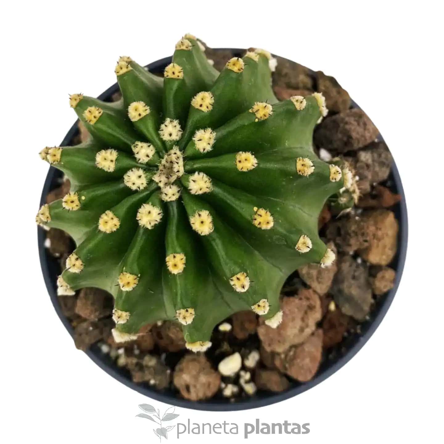 Echinopsis Subdenudata