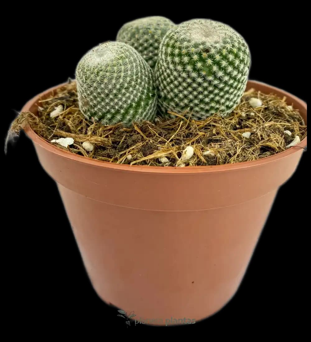 Epithelantha Micromeris