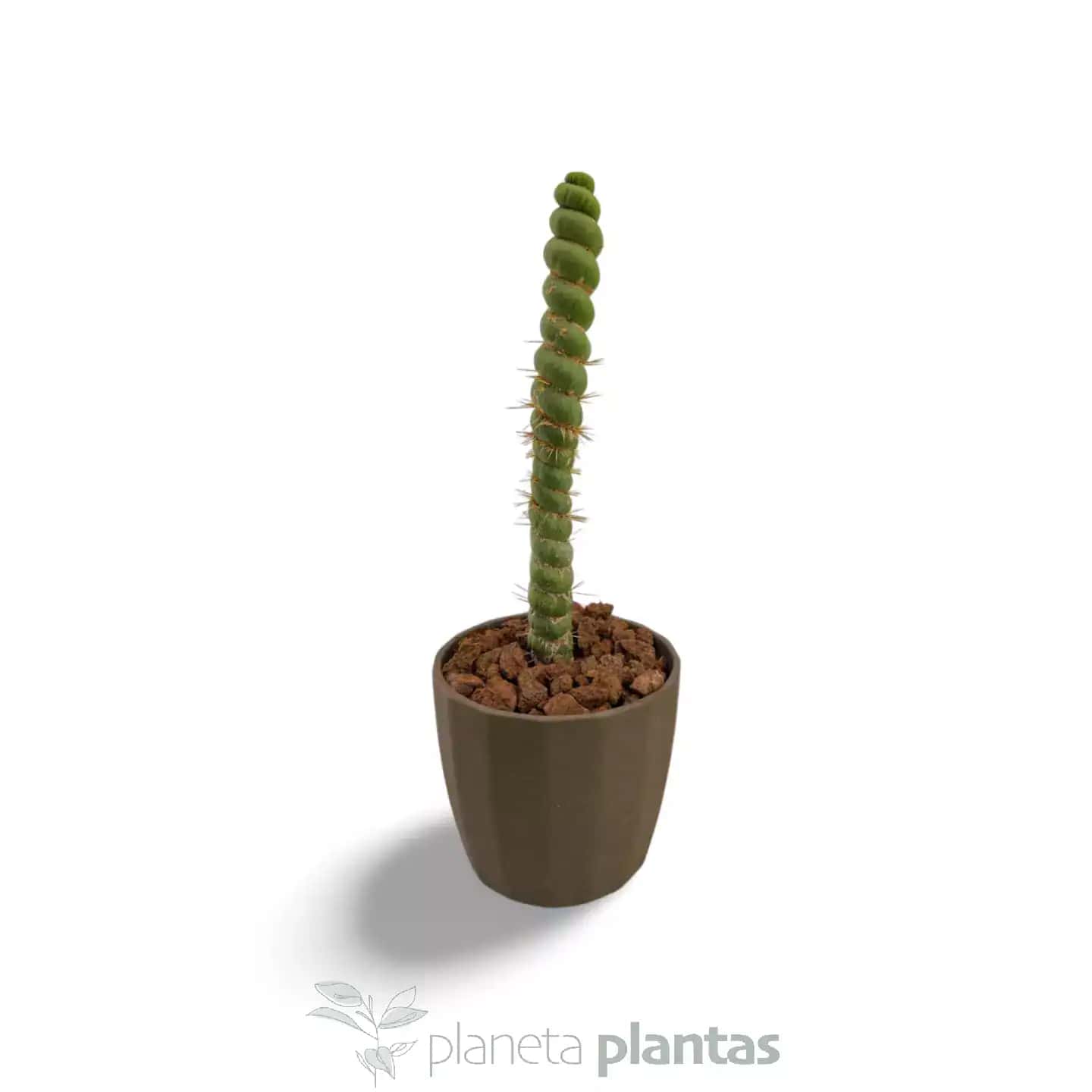 Eulychnia castanea spiralis
