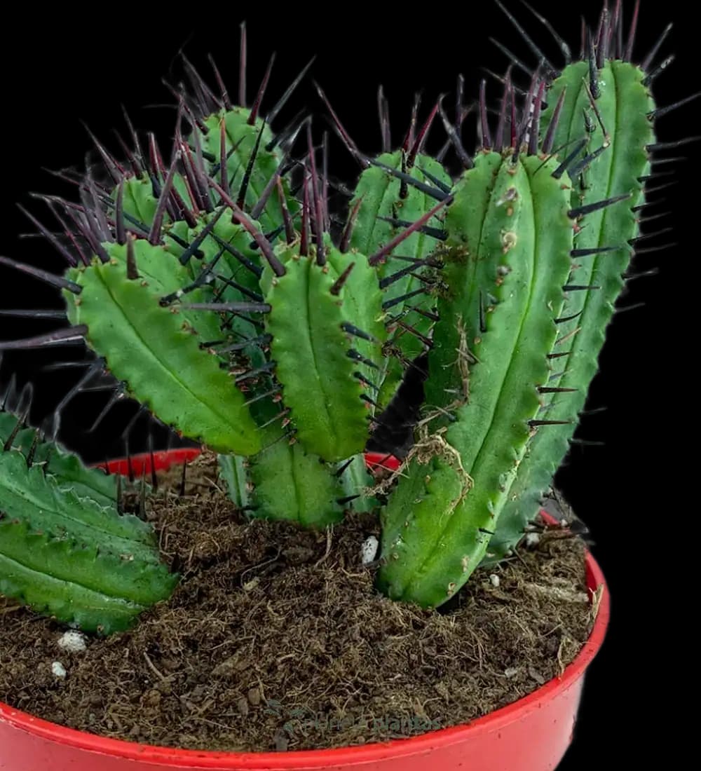Alfiletero - (Euphorbia Enopla)