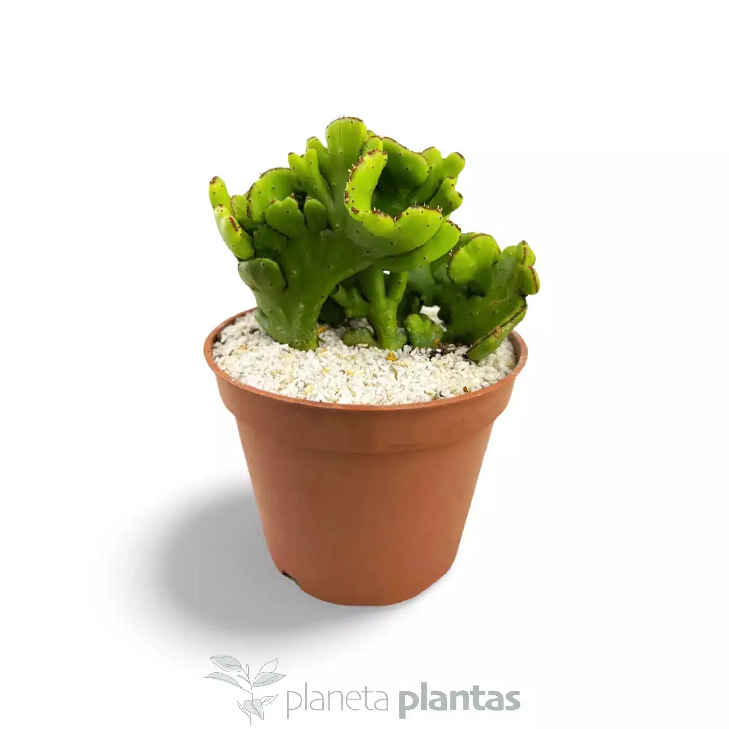 Euphorbia leucodendron