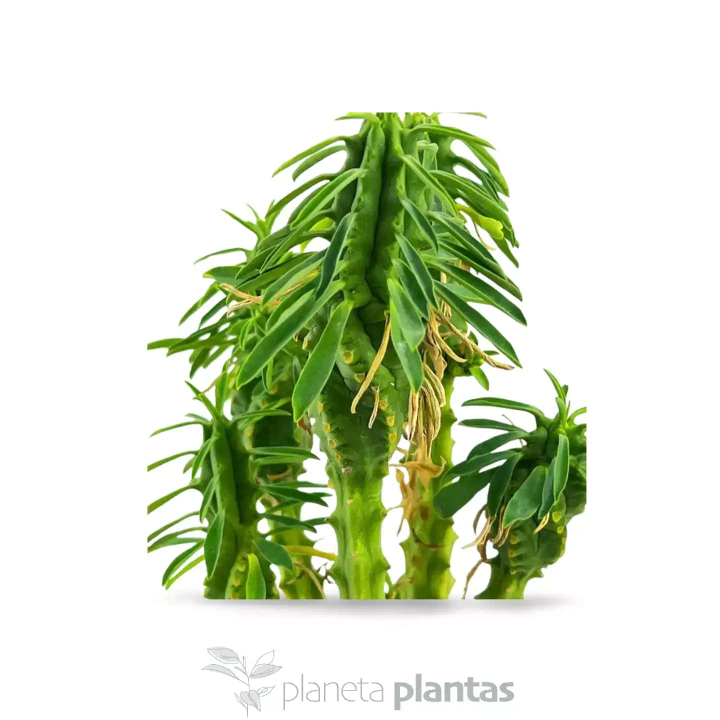 Euphorbia loricata